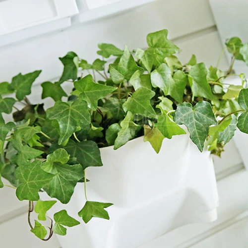 Настенные пластиковые вертикальные садовые цветочные горшки висят